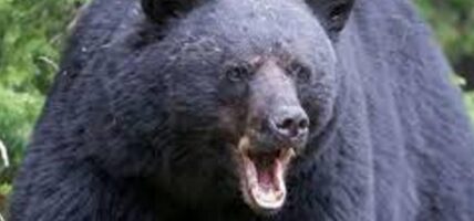 तनहुँमा भालुको आक्रमणबाट एकजना घाइते