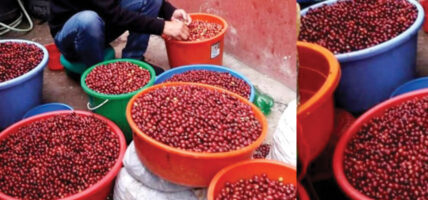 कफी प्रशोधन र प्याकेजिङमा असल अभ्यास