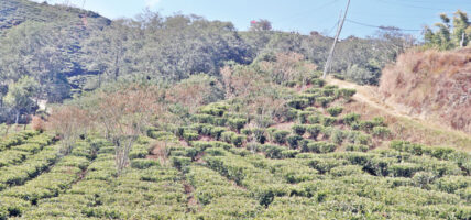 चिया बिक्री नहुँदा किसान मर्कामा