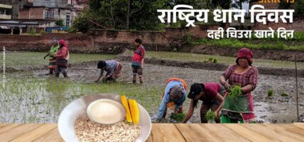 आज राष्ट्रिय धान दिवस, दही च्यूरा खाँदै रोपाइँ गरिँदै