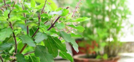 आज हरिशयनी एकादशी, तुलसीको बिरुवा सार्ने दिन