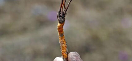 नेपालबाट ४० करोडको यार्सागुम्बा निर्यात