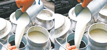 ‘मिल्क होलिडे’ हुन नदिन आग्रह