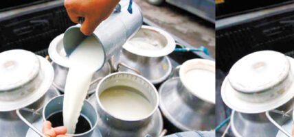 साउन १५ मा दुधको खपत बढ्यो