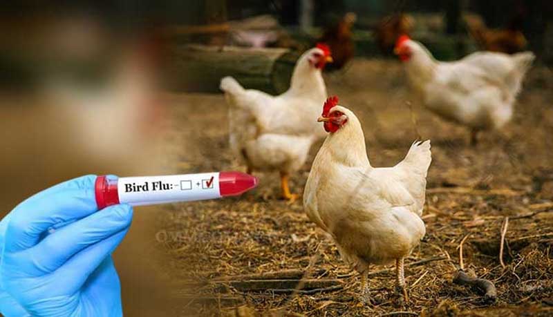 काठमाडौँ उपत्यकामा बर्डफ्लुको सङ्क्रमण देखिए काठमाडौँ उपत्यकामा बर्डफ्लुको सङ्क्रमण देखिए