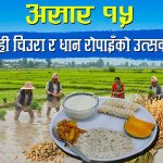 सांस्कृतिक पर्व असार १५ः धान दिवससहित दही चिउरा खाएर मनाइँदै