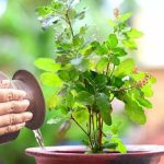 आज हरिशयनी एकादशी : तुलसीको बिरुवा सारिँदै
