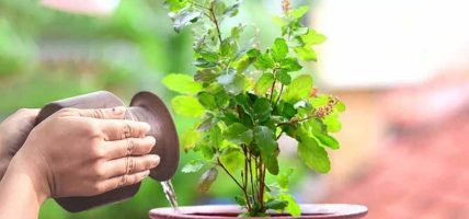 आज हरिशयनी एकादशी : तुलसीको बिरुवा सारिँदै