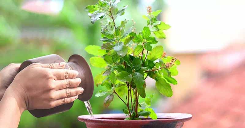 आज हरिशयनी एकादशी : तुलसीको बिरुवा सारिँदै